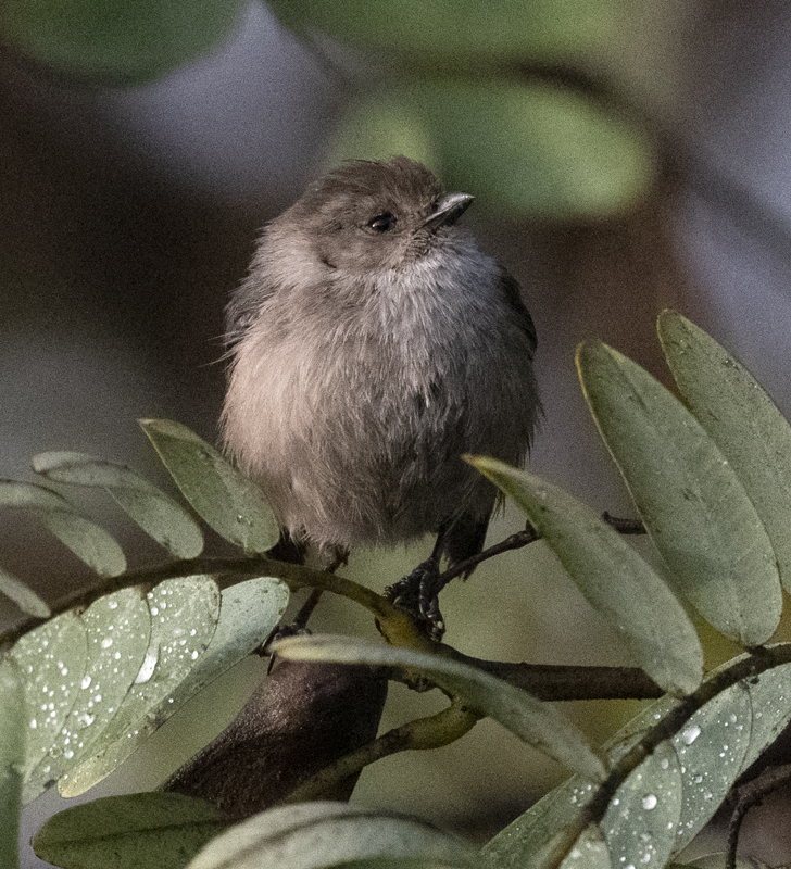 Bushtit_22_CA_006