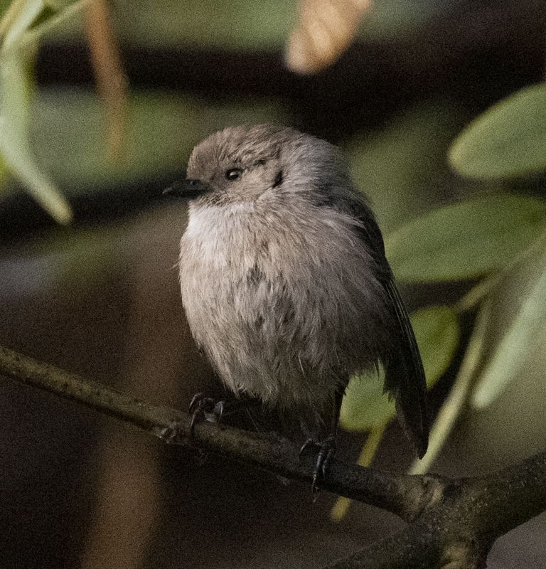 Bushtit_22_CA_007