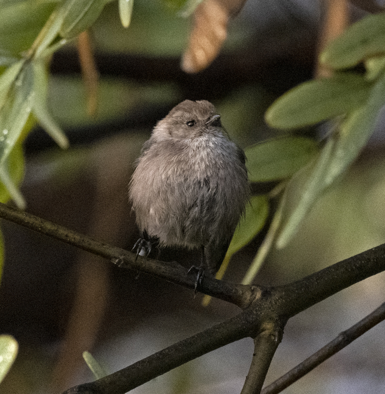 Bushtit_22_CA_010
