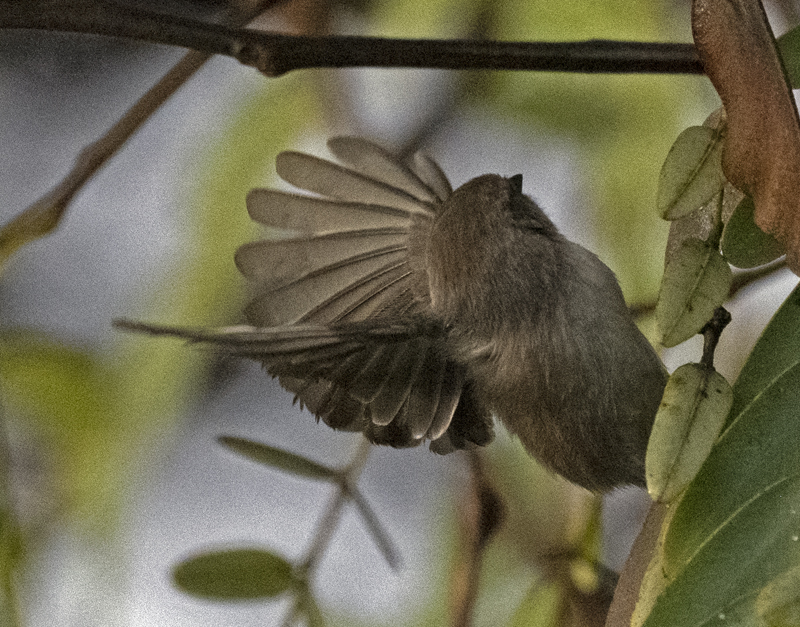 Bushtit_22_CA_011