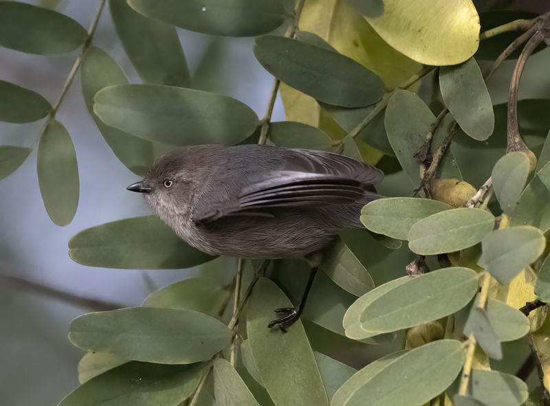 Bushtit_22_CA_015