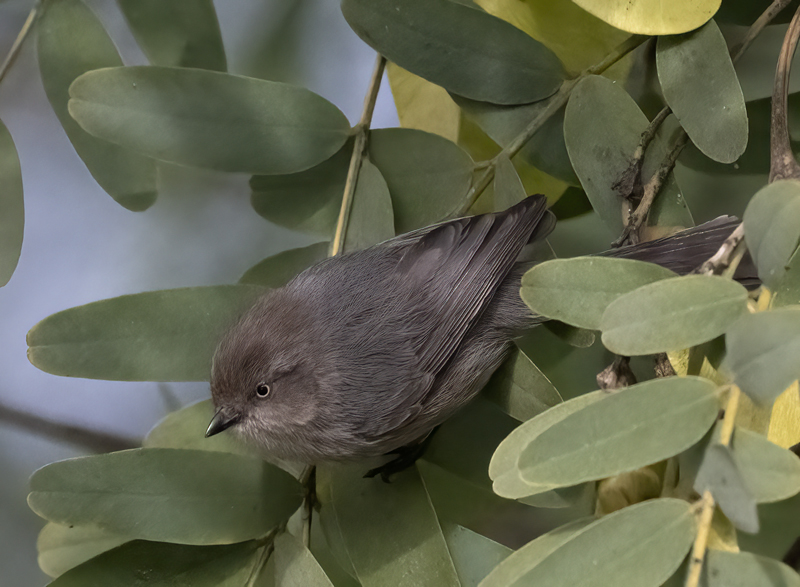 Bushtit_22_CA_016