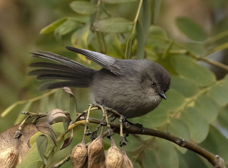 Bushtit_22_CA_020