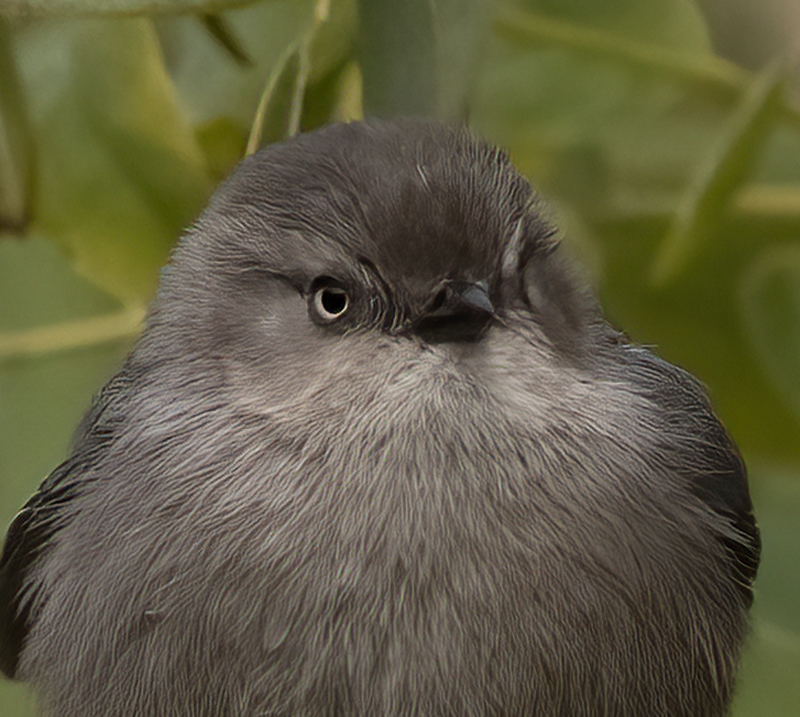 Bushtit_22_CA_022