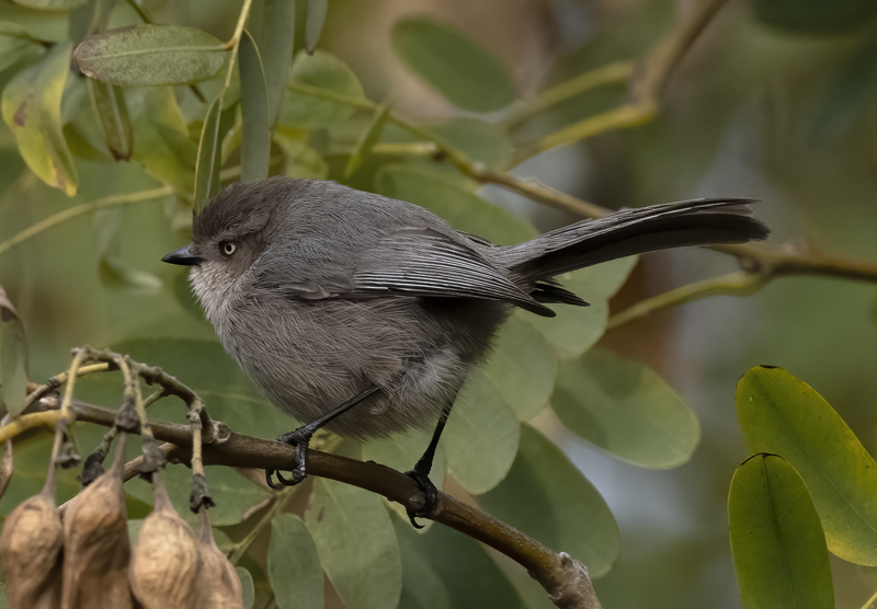 Bushtit_22_CA_024