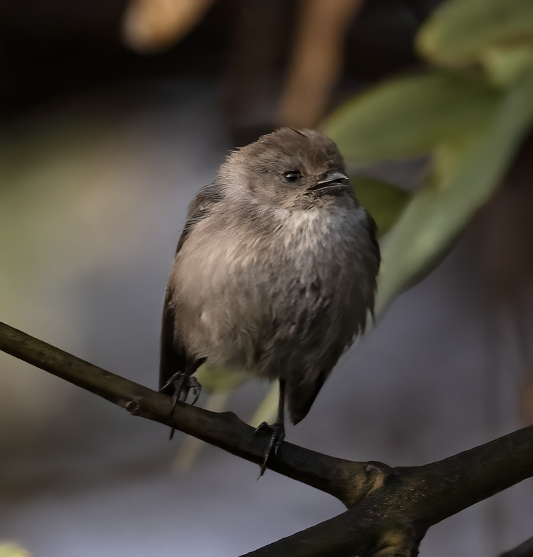 Bushtit_22_CA_029