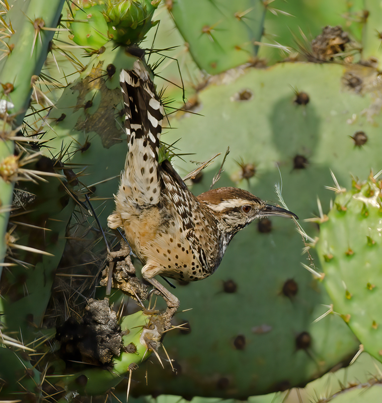Cactus_Wren_13_CA_046