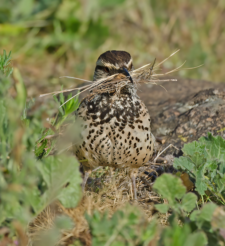 Cactus_Wren_13_CA_049