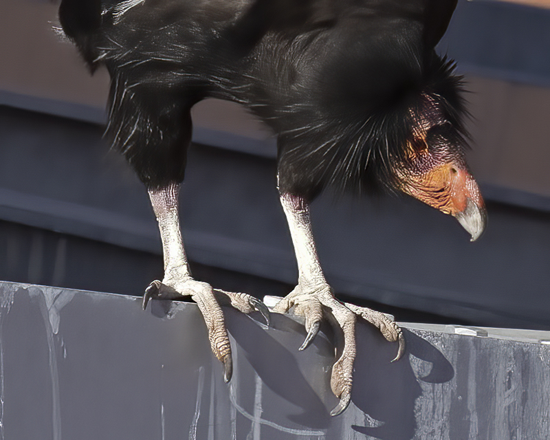 California-Condor_21_AZ_103_crop