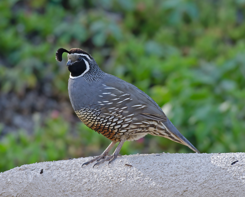 California_Quail_14_CA_023