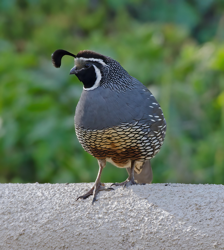 California_Quail_14_CA_038