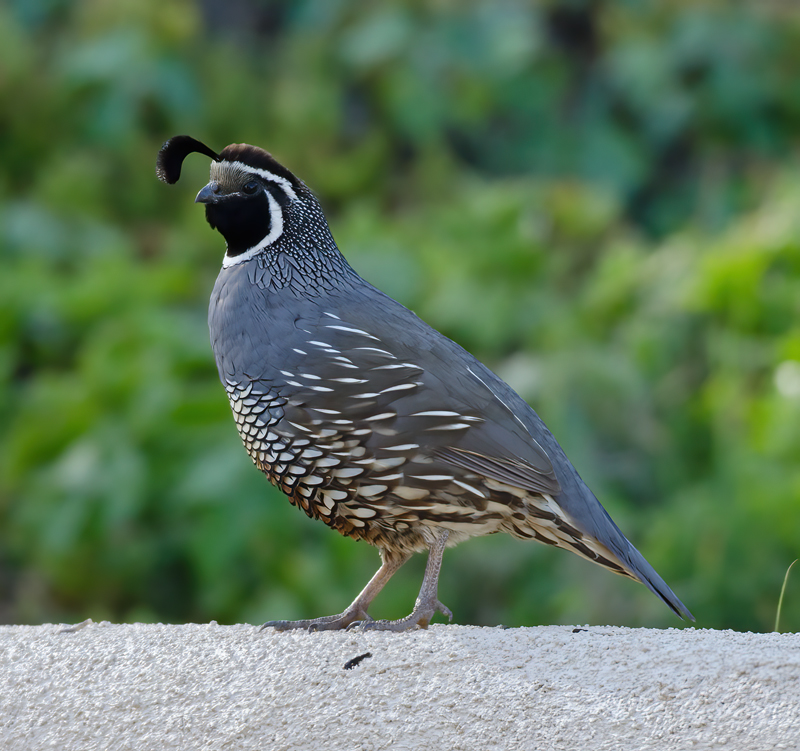 California_Quail_14_CA_040