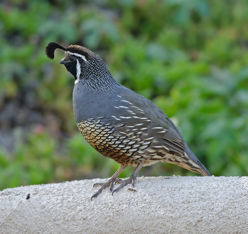 California_Quail_14_CA_046