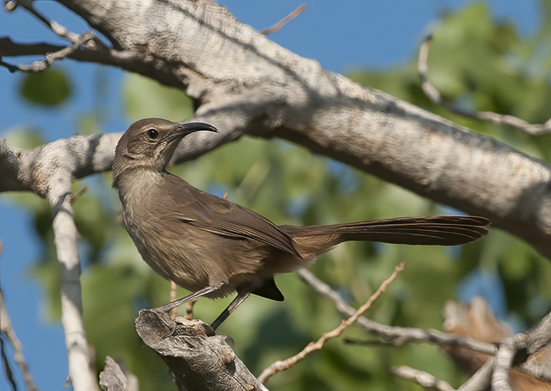 California_Thrasher_13_CA_001