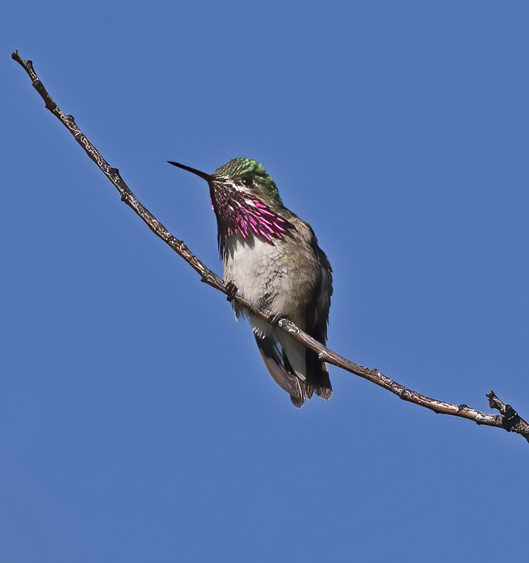 Calliope_Hummingbird_17_OR_005