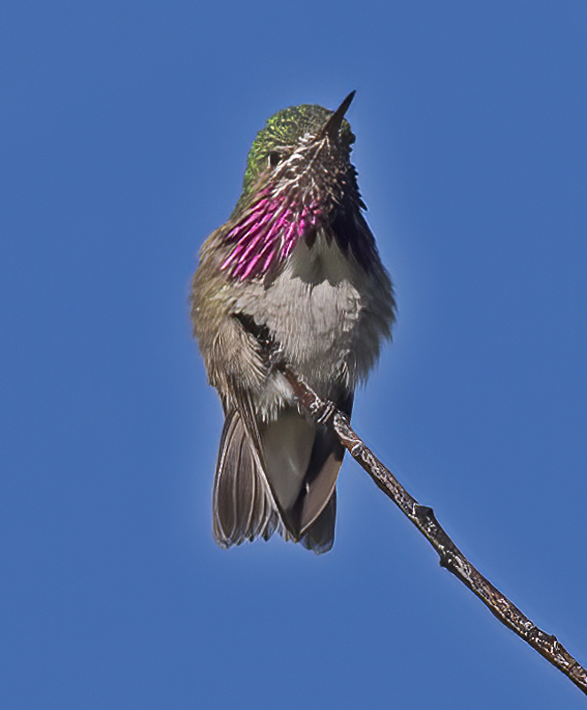 Calliope_Hummingbird_17_OR_036
