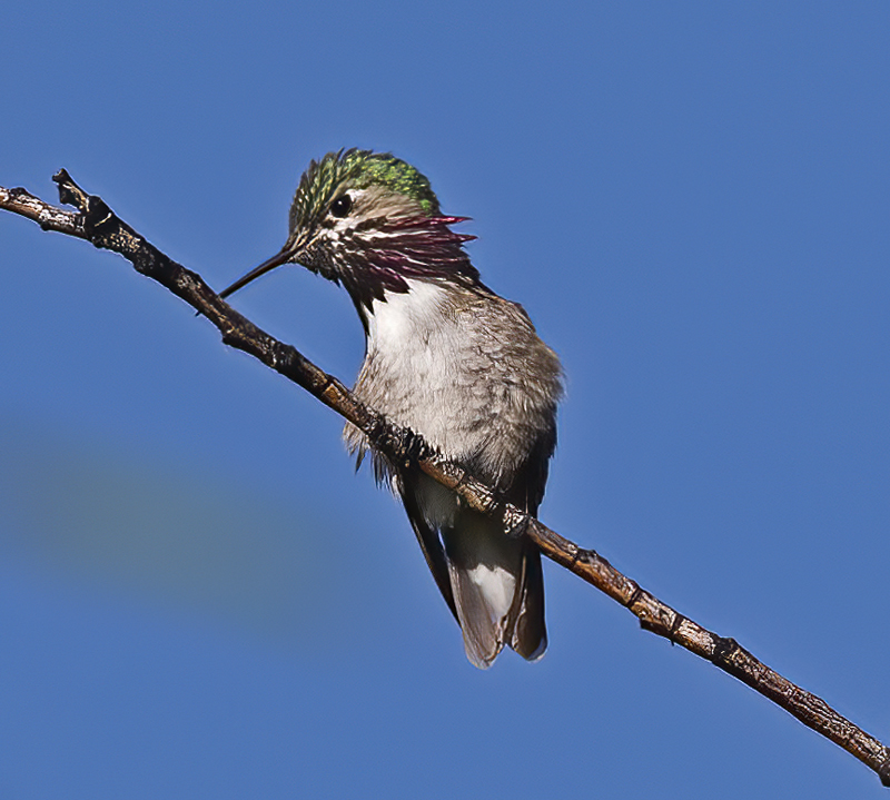 Calliope_Hummingbird_17_OR_049