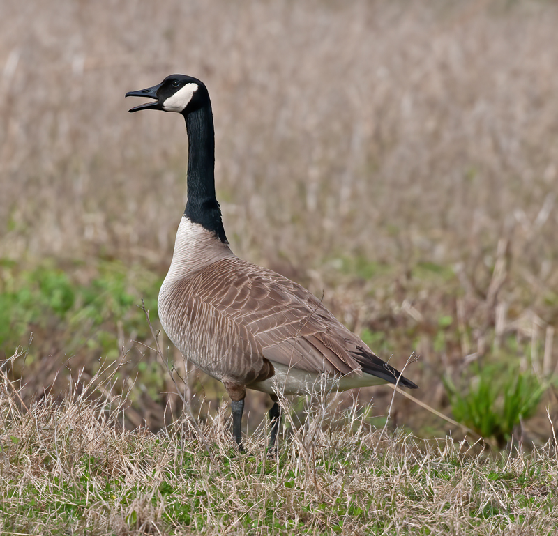Canadian_Goose_10_FL_002