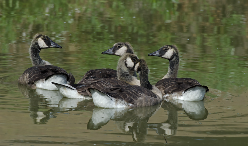 Canadian_Goose_12_CA_006