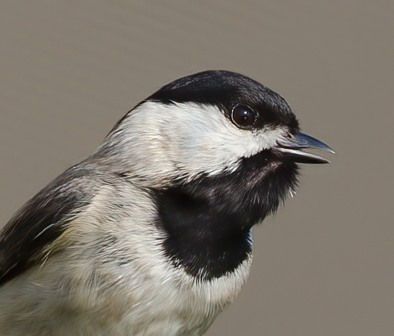 Carolina_Chickadee_11_FL_011