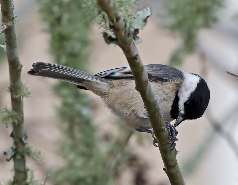 Carolina_Chickadee_12_FL_001