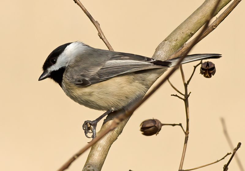 Carolina_Chickadee_12_FL_013