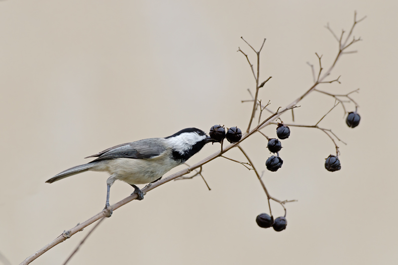 Carolina_Chickadee_12_FL_056