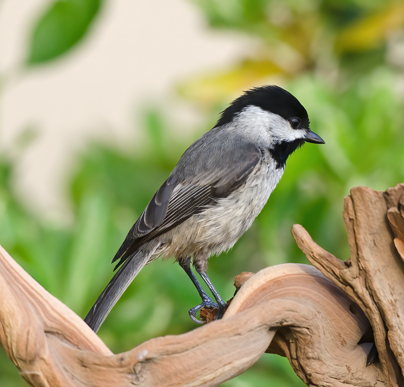 Carolina_Chickadee_12_FL_110