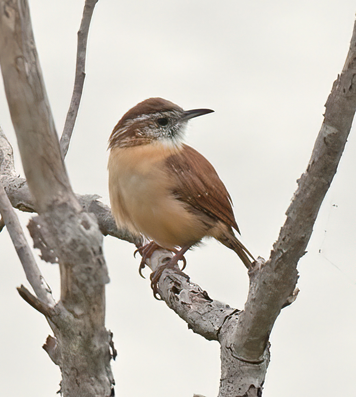 Carolina_Wren_12_NJ_001