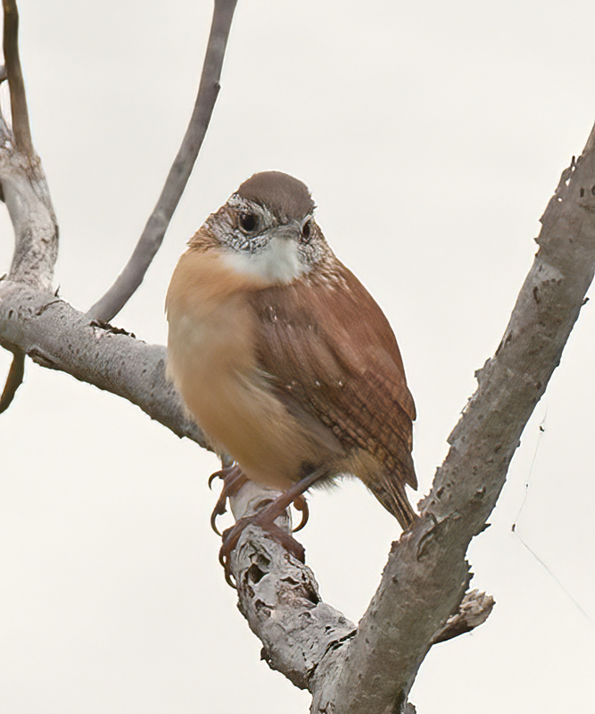Carolina_Wren_12_NJ_006