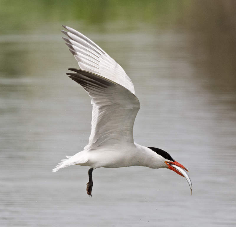 Caspian_Tern_23_CA_C_016