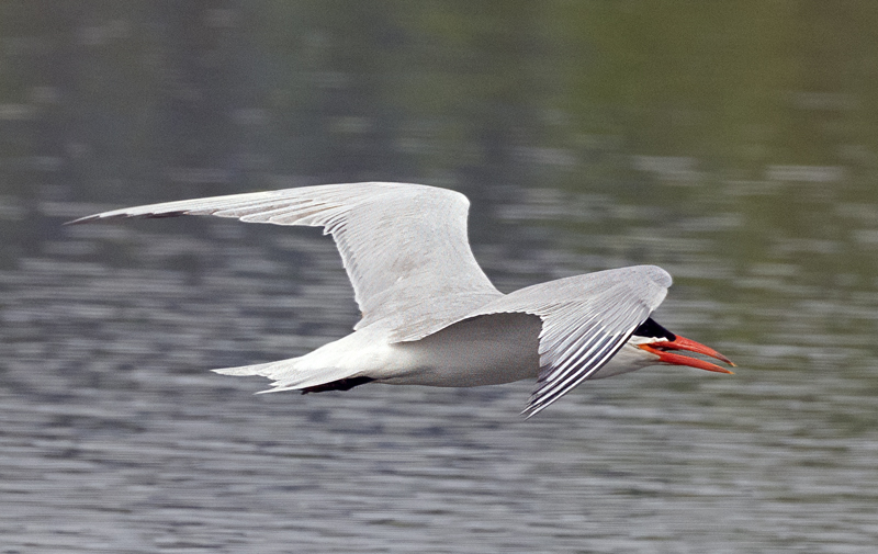 Caspian_Tern_23_CA_C_017