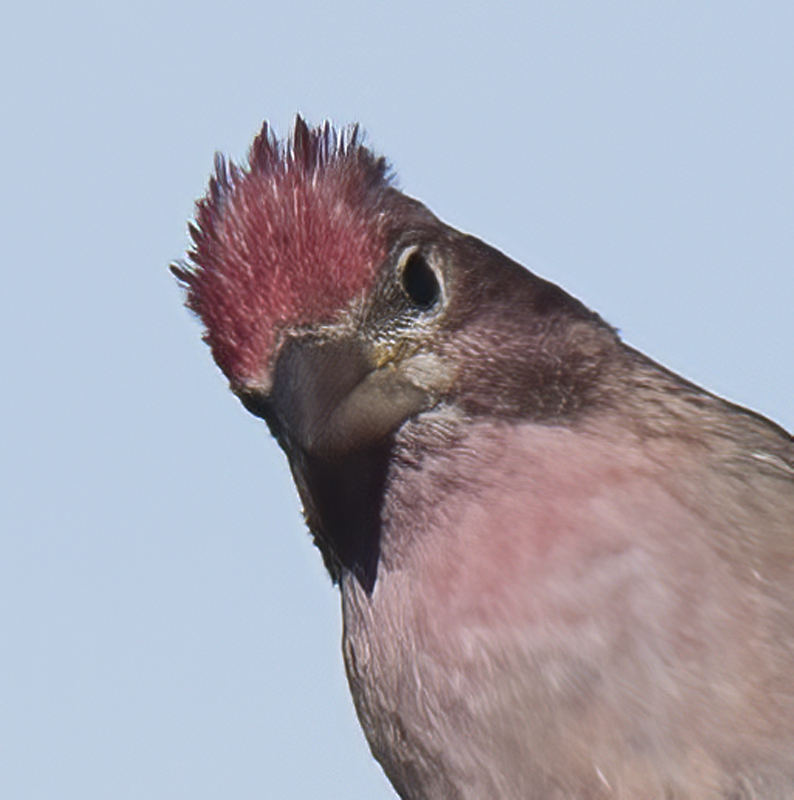 Cassins_Finch_17_OR_016