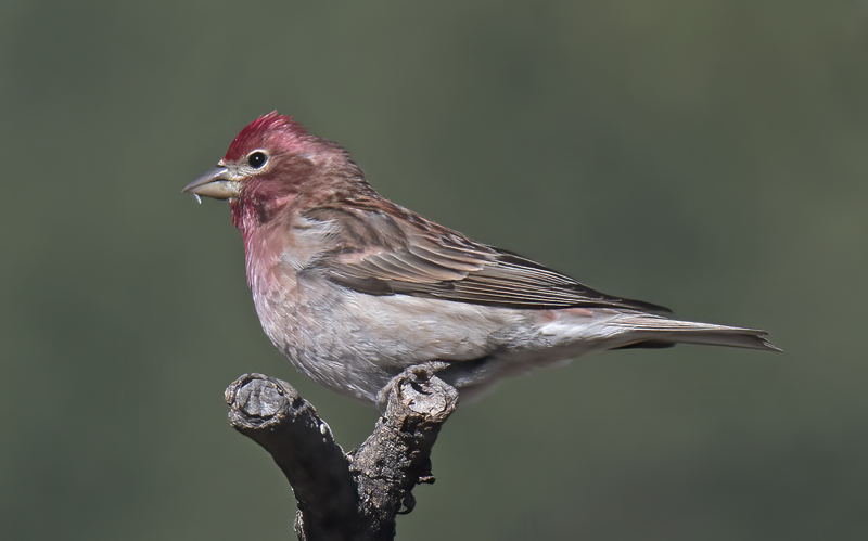 Cassins_Finch_17_OR_038