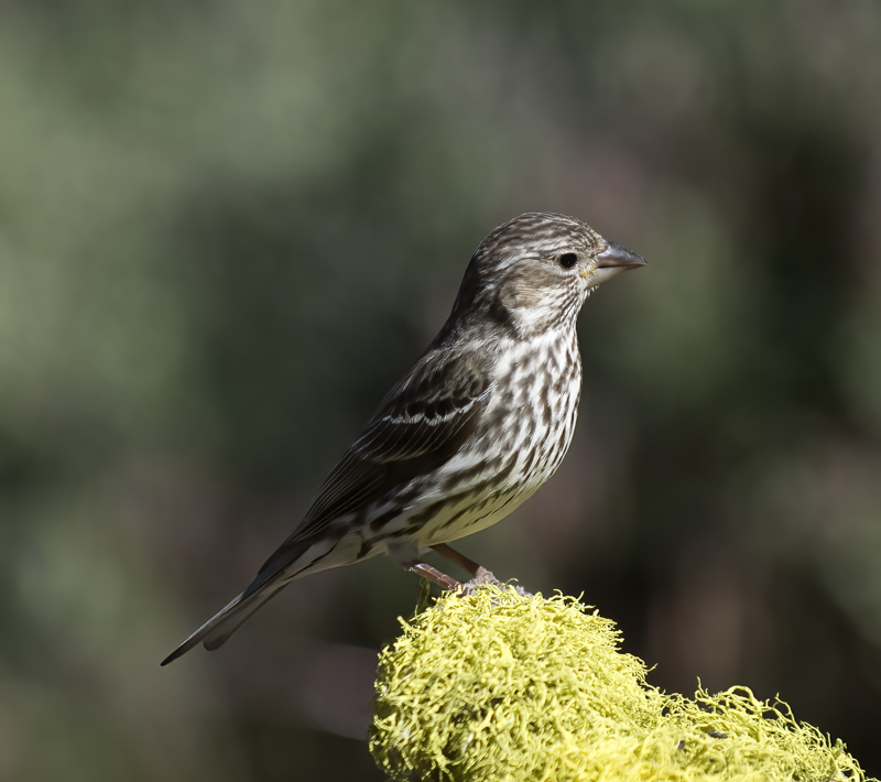 Cassins_Finch_17_OR_039