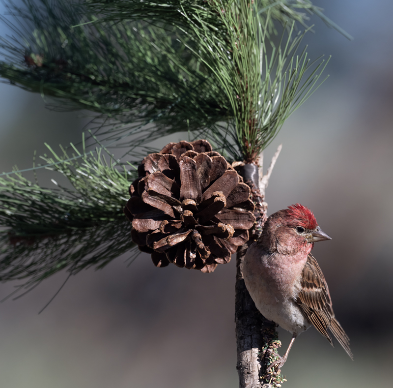 Cassins_Finch_23_OR_L_507