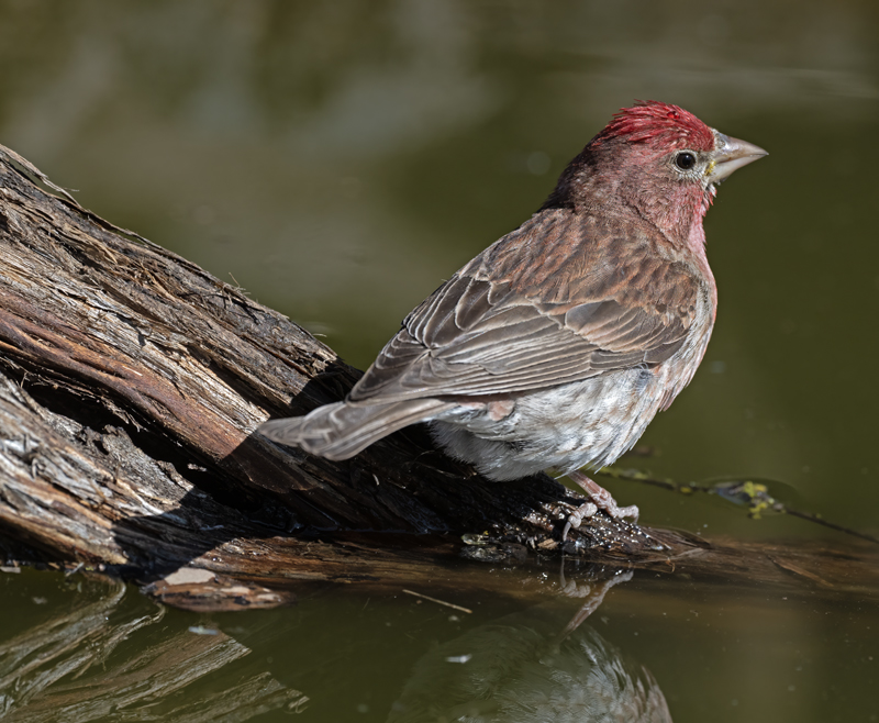 Cassins_Finch_23_OR_L_521