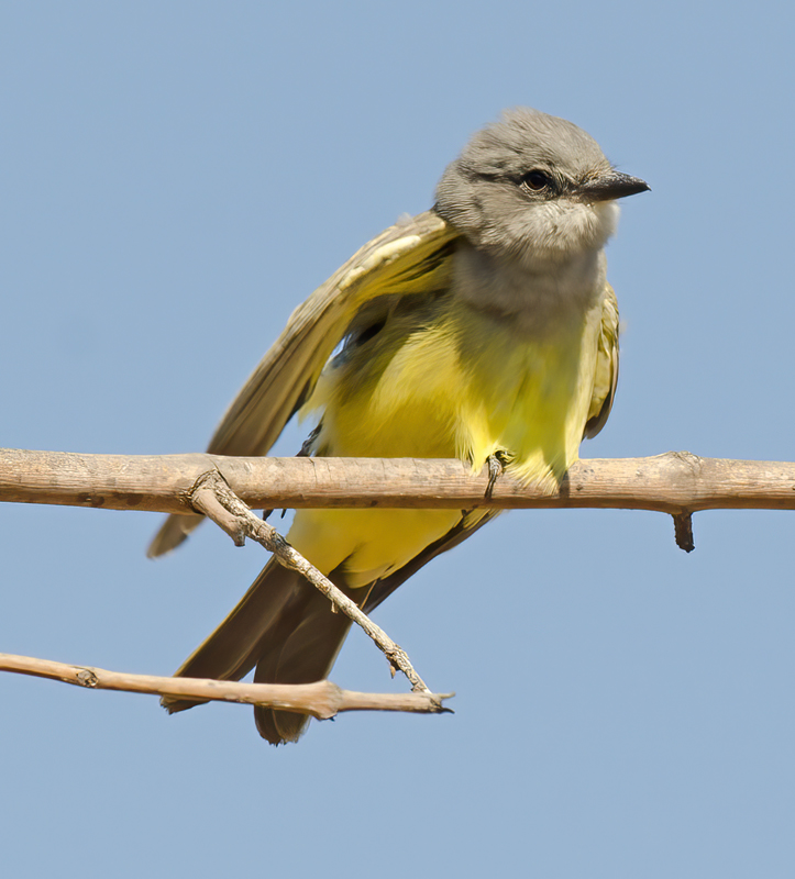 Cassins_Kingbird_11_CA_031