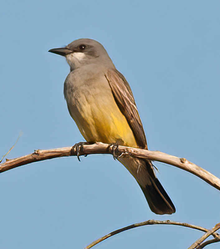 Cassins_Kingbird_14_CA_006