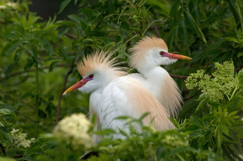 Cattle_Egret_08_FL_012