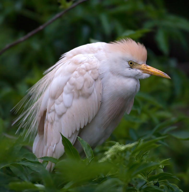 Cattle_Egret_09_FL_009