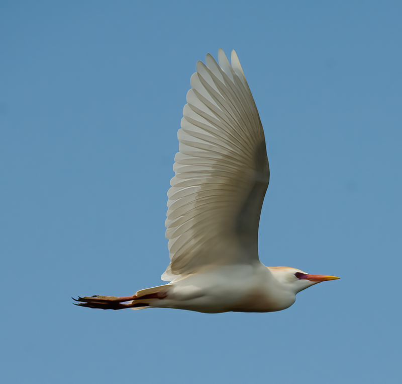 Cattle_Egret_09_FL_082