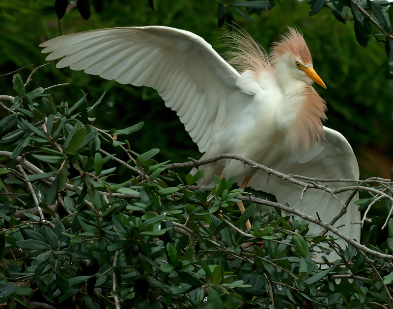 Cattle_Egret_10_FL_027