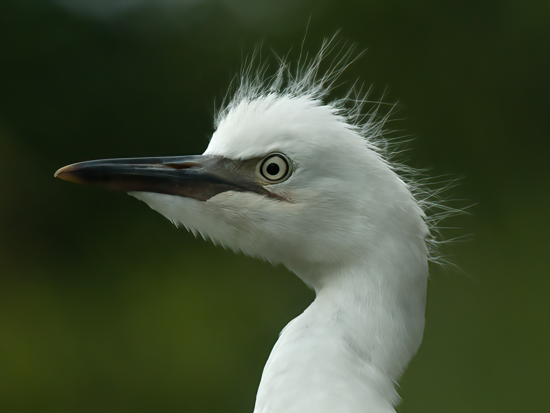 Cattle_Egret_10_FL_045