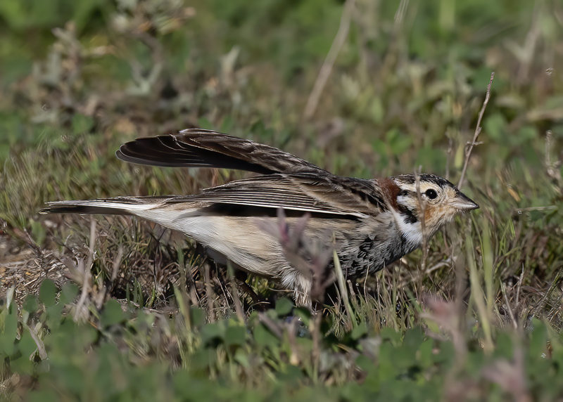 Chestnut-collared_Longspur_21_CA_025
