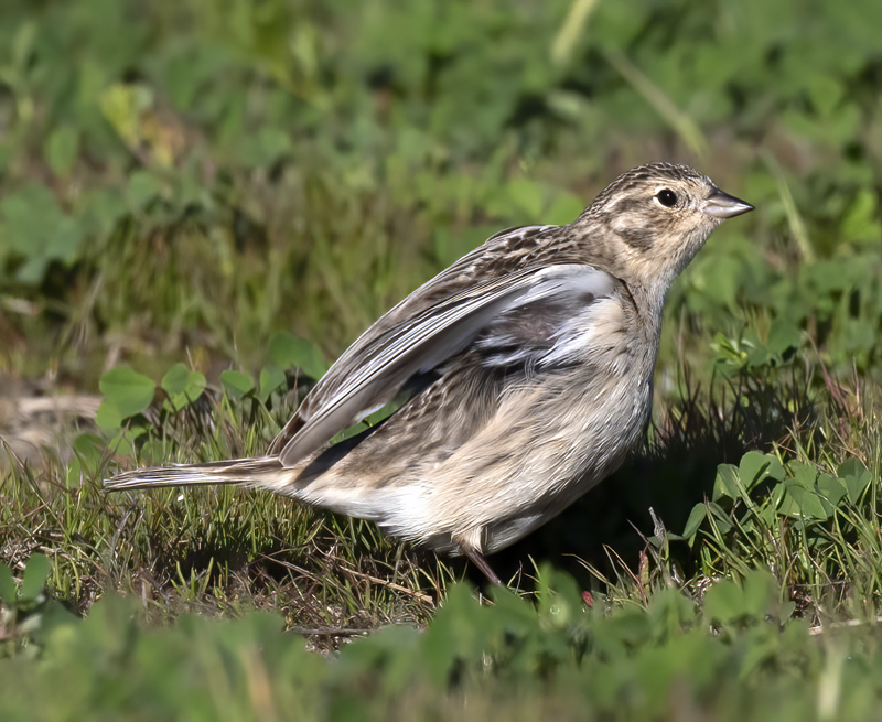 Chestnut-collared_Longspur_21_CA_054