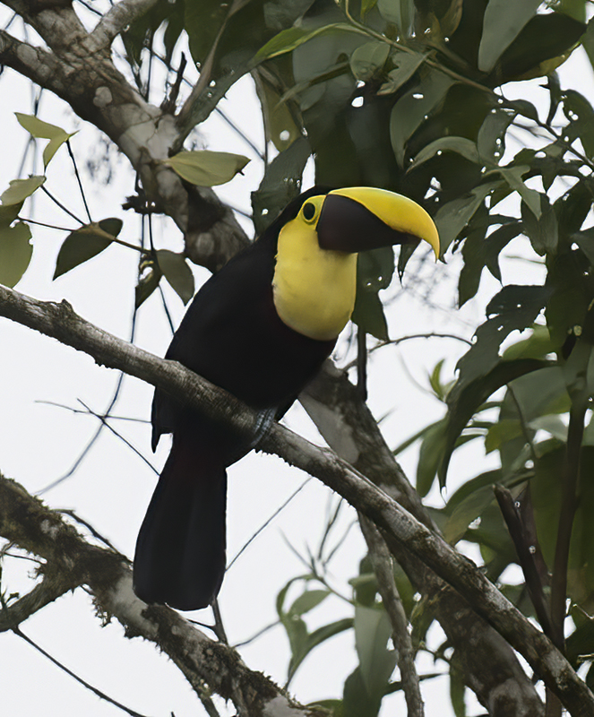 Chestnut-manadibled_Toucan_18_Ecuador_006