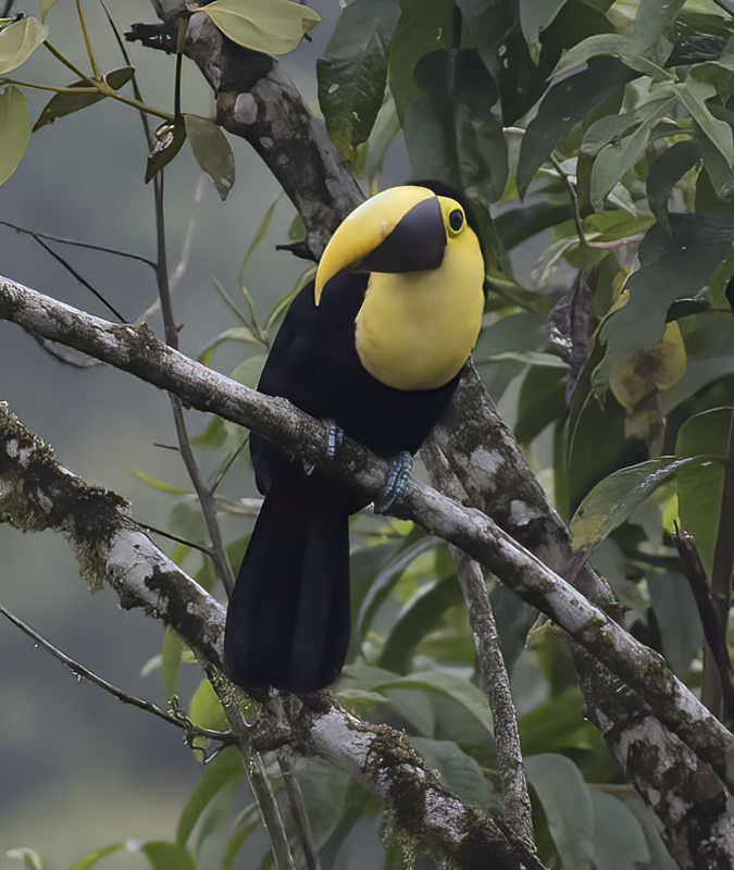 Chestnut-manadibled_Toucan_18_Ecuador_014