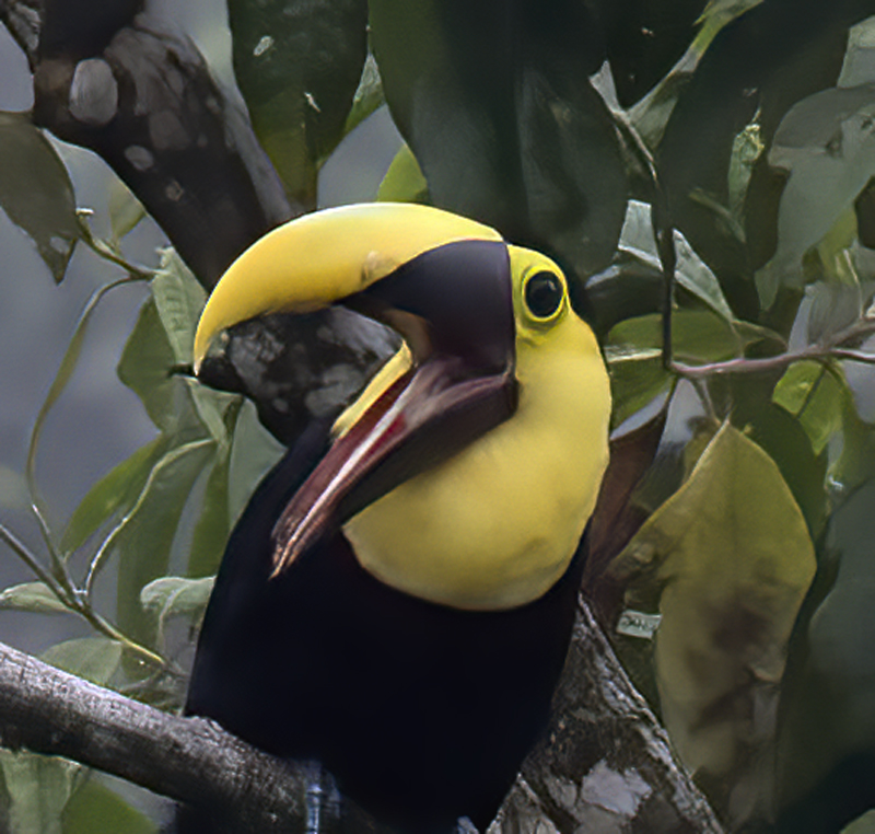Chestnut-manadibled_Toucan_18_Ecuador_016