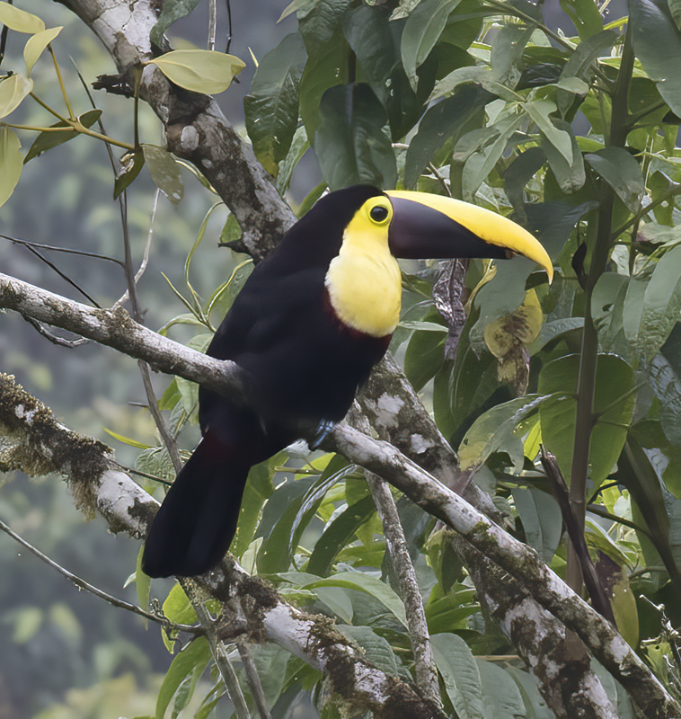 Chestnut-manadibled_Toucan_18_Ecuador_022